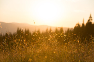Wall Mural - grass in forest at sunset in the mountains with big shining sun