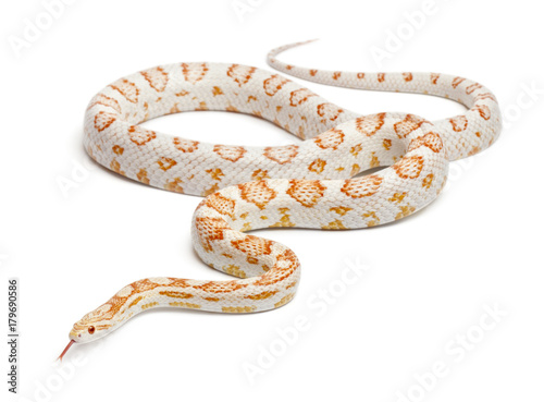 Cuadros en Lienzo Candy cane Corn Snake or Red Rat Snake, Pantherophis guttatus, in front of white