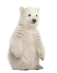 polar bear cub, ursus maritimus, 3 months old, sitting against white background