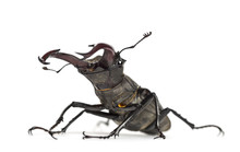 Male Stag Beetle, Lucanus Cervus Against White Background