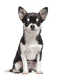 Chihuahua, 7 months old, sitting against white background