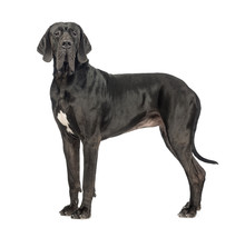Side View Of A Great Dane, 2 Years Old, Looking At The Camera In Front Of White Background