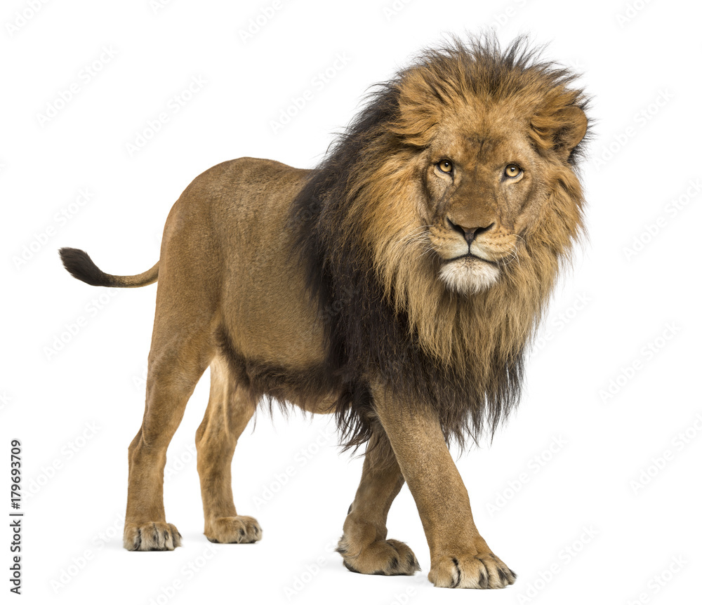 Side view of a Lion walking, looking at the camera, Panthera Leo, 10 years old, isolated on white - obrazy, fototapety, plakaty 