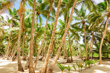 Wall Mural - palm tree sky background