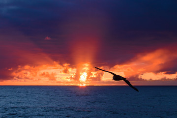 Wall Mural - Albatross In Flight, The Drake Passage