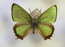The Wonderful Green Hairstreak (Thermozephyrus Ataxus) Male Isolated