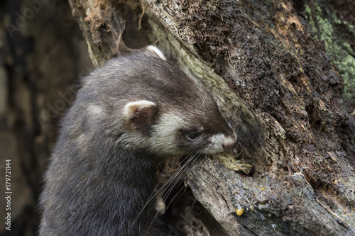 Fotografia, Obraz polecat close up portrait near log and grass