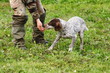addestramento cani alla ricerca del tartufo
