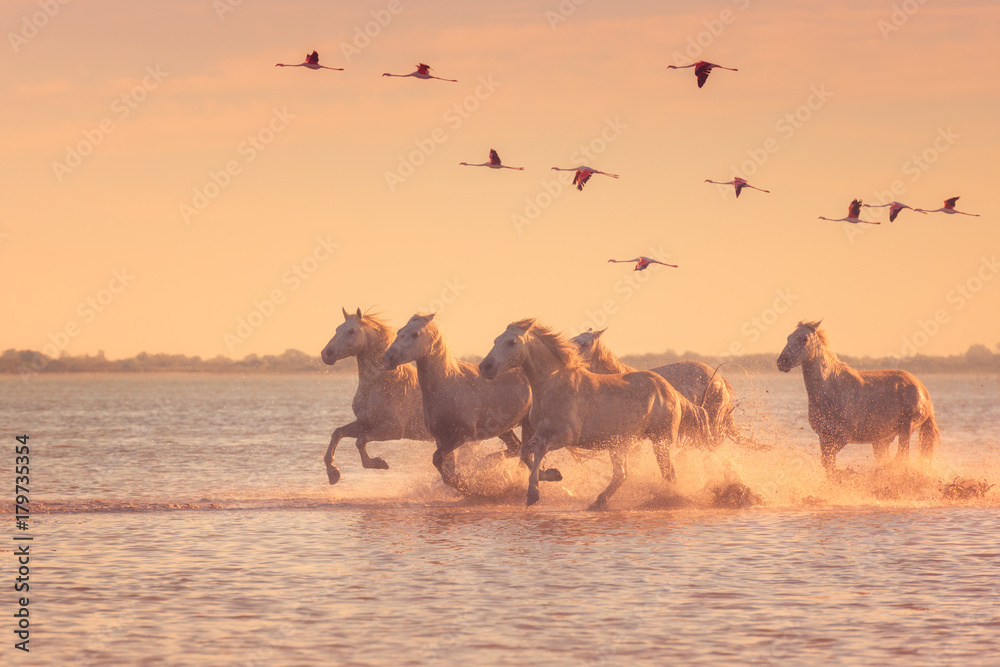Beautiful white horses running on the water against the background of flying flamingos at soft sunset light, Parc Regional de Camargue, Bouches-du-rhone, Provence - Alpes - Cote d'Azur, south France - obrazy, fototapety, plakaty 