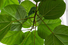 Leaf Of Ficus Auriculata Moraceae Elephant Ear Fig From Nepal