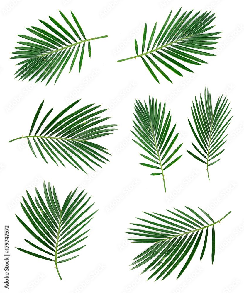 Obraz na płótnie Set of coconut leaf. w salonie