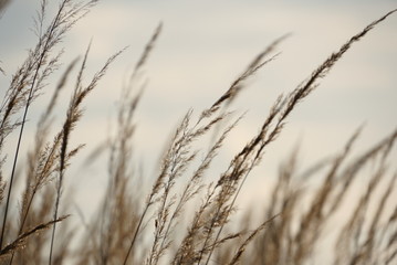 Naklejka na meble Background With Dry Yellow Grass