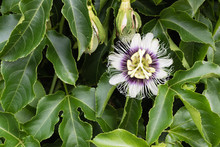 Single Passionfruit Flower Against Green Leaves Of Vine (selective Focus)