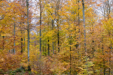 Yellow trees in november