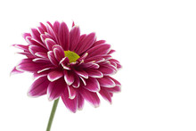 Purple Chrysanthemum Flower Closeup