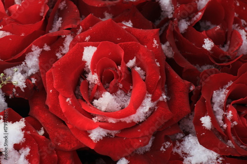 Plakat Czerwona róża w śniegu