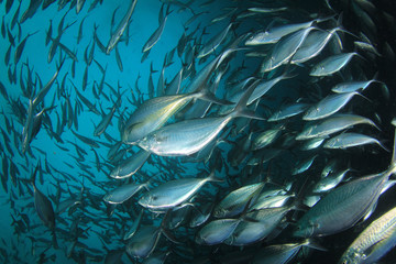 Wall Mural - Tuna fish underwater in ocean