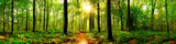 Fototapeta Las - Forest panorama in with bright sun
