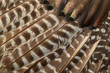 Wild eastern turkey feathers close up background texture
