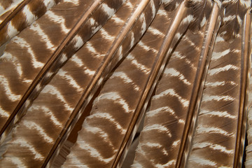 Wild eastern turkey feathers close up background texture