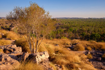 Wall Mural - Ubirr Rock, Kakadu National Park, NT