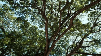 Canvas Print - branches of big tree, old tree with green spring leaves. refreshing and oxygen
