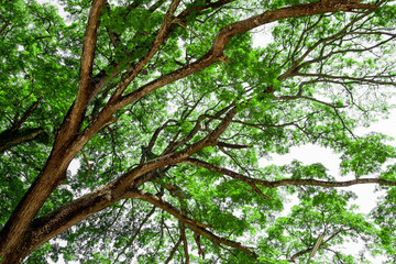 Canvas Print - branches of big tree, old tree with green spring leaves. refreshing and oxygen
