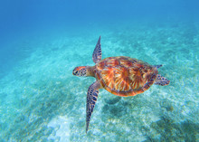 Sea Turtle Closeup In Sea Water. Olive Green Sea Turtle Closeup. Wildlife Of Tropical Coral Reef.