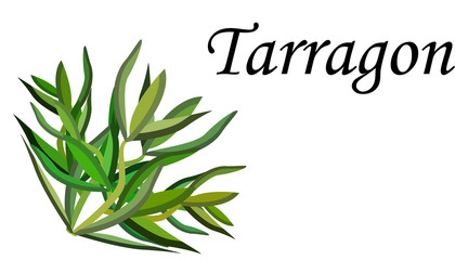  Herbs tarragon spices green fresh on a white background