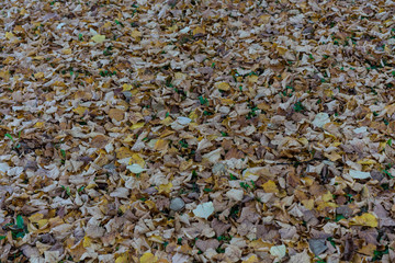 brown leaf on the ground in autumn fall season pattern structure background