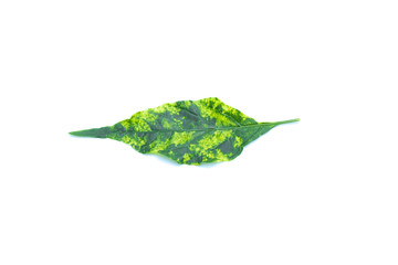 Wall Mural - pepper yellow leaf curl virus on white background