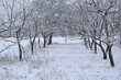 Zima, drzewa pokryte śniegiem