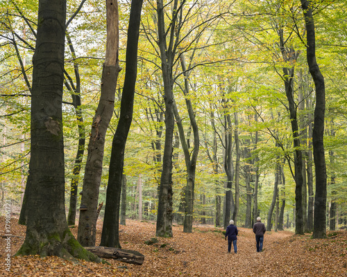 Plakat kilka starszych spacerów w jesienny las bukowy w Holandii na utrechtse heuvelrug