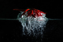 Chilli. Red Pepper In Water With Splash On A Black Background