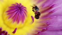 Couple Of Bees Compete To Forage Same Nectar From Lotus Flower