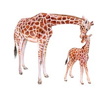 Giraffes. Mum With Baby Isolated On White Background. Chilhood. Watercolor. Illustration. Template. Clip Art.
