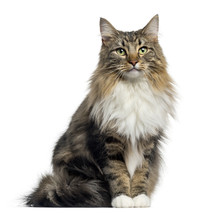 Front View Of A Norwegian Forest Cat Sitting, Looking At The Camera, Isolated On White