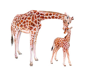 Giraffes. Mum with baby isolated on white background. Chilhood. Watercolor. Illustration. Template. Clip art.