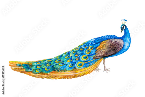 pawi-ptak-odizolowywajacy-na-bialym-tle-akwarela-ilustracja-obrazek-wykonany-recznie