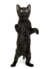  Black kitten standing on hind legs, playing, looking up, 2 month