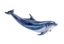 A Dolphin Realistic Isolated On White Background. Watercolor. Illustration. Template. Handmade