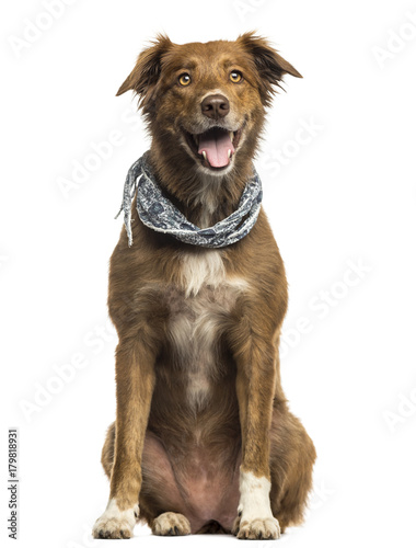 Labrador Australian Shepherd crossbreed dog, panting isolated on white Tableau sur Toile