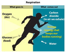 Cellular Respiration Is An Aerobic Process