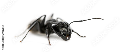 Plakat Carpenter ant, Camponotus vagus