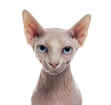 Sphynx Cat Half Yawn Free Stock Photo - Public Domain Pictures
