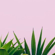 Plant O Pink. Outdoors. Minimal Design. Fashion For Prints