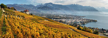 Panorama Of Autumn Vineyards In Switzerland