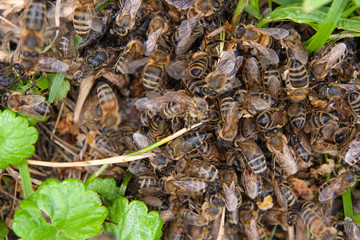 Bees and wasp swarming on honey drops in green grass..