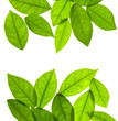 fondo de hojas de té aisladas