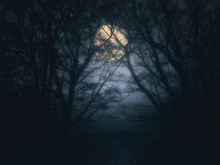 Scary Forest At Night With Full Moon